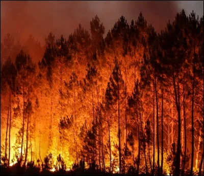 Au final tu devras t'occuper des anciens. Tu iras demain. Tu te réveilles pendant la nuit et tu sens une odeur de feu ! Mais pas dans le clan, plus vers la cabane de Félix !
Que fais-tu ?