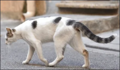 Ta nouvelle cheffe te conduit dans son clan et te présente à tout le monde. Quelqu'un s'approche de toi et te dit : 
''-un chat domestique ici ? Pff, il ne va servir à rien !''
Quelle est ta réaction ?