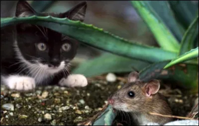 Tu es allé chasser avec ton mentor quand tu as entendu un pss... derrière les buissons.
Que fais-tu ?