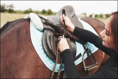 Dans quel ordre selle-t-on et bride-t-on le cheval ?
Selle(1), tapis(2), guêtres(3), filet(4), amortisseur(5)