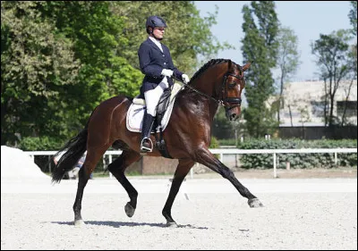 Cite des disciplines équestres.