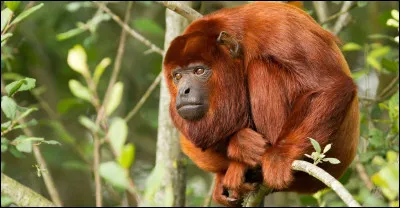 Quel est ce singe dont les bonnes actions ont mené à sa béatification ?