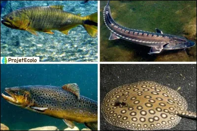 Combien y a-t-il despèces de poissons sur Terre ?