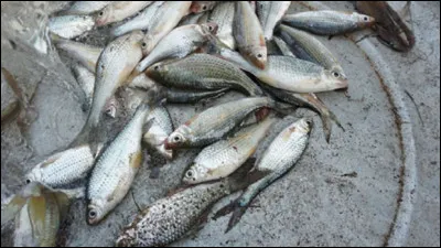 Quelles sont les trois zones océaniques les plus exploitées ?