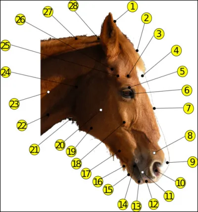 Quel est le numéro 13 ?
