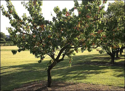 L'appellation "pomme d'Arménie" est un abricot.