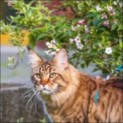 Tu vas avec lui dans sa cabane et il te dit : 
''- Merci beaucoup de m'avoir sauvé. Dis-moi : veux tu devenir solitaire avec moi ? Je sais que je te l'ai déjà demandé mais je le veux vraiment !''. Que lui réponds-tu ?