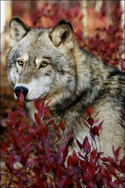 Aimes-tu les animaux ?