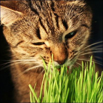 À quoi sert l'herbe à chat ?