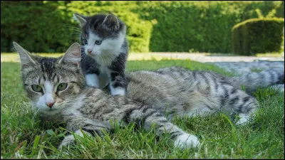 Laquelle de ces guérisseuses n'a pas eu de chatons ?