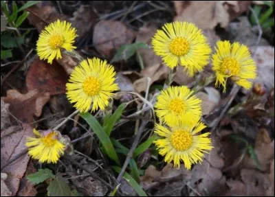 À quoi sert le pas d'âne ?