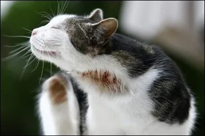 Si un guerrier revient blessé d'une bataille, quelles sont les plantes qu'il faudra utiliser généralement ?