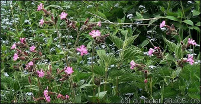 Qu'est-ce qu'un sodaliste ?