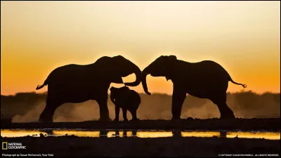 Quel parti américain a l'éléphant comme emblème ?