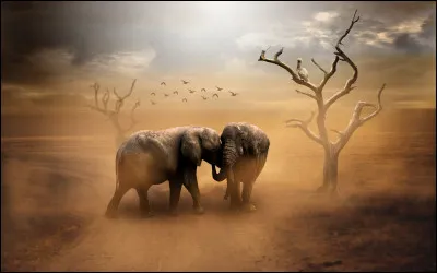 Qui est le réalisateur du film "Un éléphant ça trompe énormément" ?