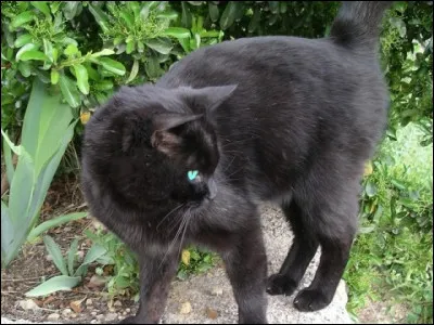 Es-tu une fille ou un garçon ?