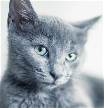 Enfin vous avez gagné ! Tu retournes sur ton territoire et ton chef fait de toi un guerrier avec ton frère grâce à ton courage face à la bataille. Comment veux-tu t'appeler ?