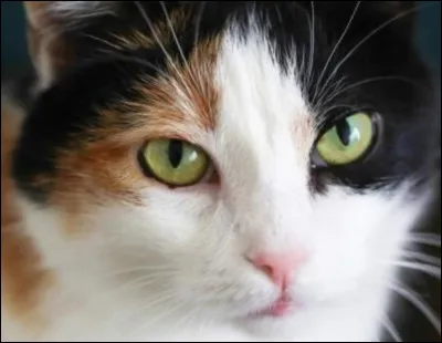 Au final, tu t'appelles Plume de Brindilles et ton frère Lune d'Argile. Ton frère est encore parti voir son amie. Là, c'est trop... Que fais-tu ?