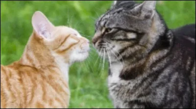 Heureusement, elle te donne juste un avertissement et te dit que tu vas bientôt devenir apprenti avec ton frère...