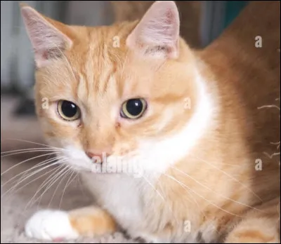 Un jour, tu vois Nuage d'Argile s'éloigner du camp. Tu décides de le suivre et ça te mène... vers la ville des Bipèdes !
