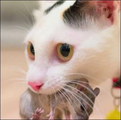 Tu as réussi à attraper une souris sur le chemin du retour. Mais en arrivant... le clan du Vent ! ! Ils nous attaquent ! Que fais-tu ?