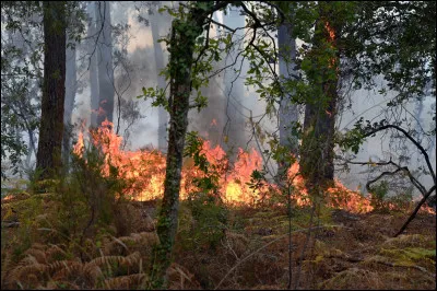 Les membres de ta fratrie sont nommés guerriers le soir même. Ta sur devient Cur de Tulipe, tes frères sont désormais Patte de Souffle et Poil Ondulé. Toi, tu restes une apprentie.
Triste, tu fuis dans la forêt. Mais un incendie éclate, tu es encerclée...