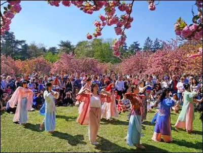 La floraison des cerisiers au Japon a, cette année, 10 jours d'avance. Comment se nomme cette tradition au pays du Soleil Levant ?