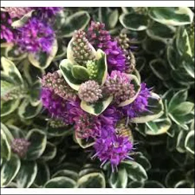 La véronique est une plante comestible aux vertus très puissantes pour soulager l'estomac, le foie et les bronches et qui ouvre l'appétit.