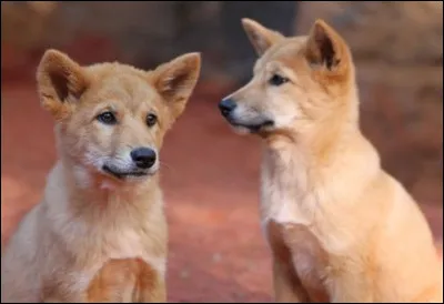 Le dingo d'Australie est un type de chien sauvage et dangereux.