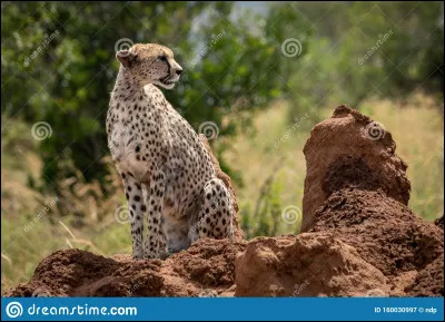 Quel est ton animal préféré ?