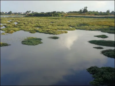 En néerlandais, que signifie l'adverbe "nu" ?
