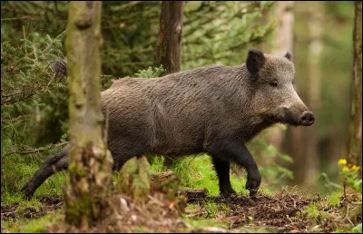 Quel terme désigne la tête du sanglier ?