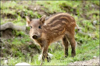 Comment appelle-t-on les crottes du sanglier ?