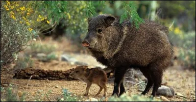 Qui est ce cousin du sanglier, vivant en Amérique ?