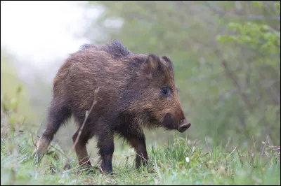 Quelle est l'espérance de vie du sanglier ?