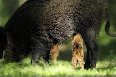 Quelle est la durée de gestation chez la laie ?