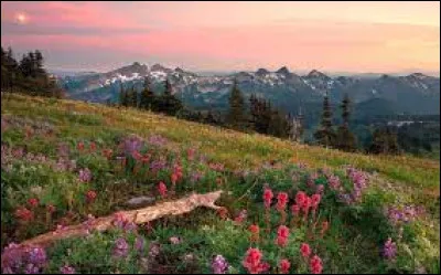 Quel groupe a chanté "Le printemps sur la colline" en 1965 ?