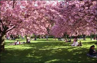Dans quel pays faut-il se rendre pour admirer au printemps, les cerisiers en fleurs ?