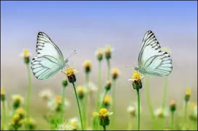 Durant quel mois passe-t-on de l'hiver au printemps ?