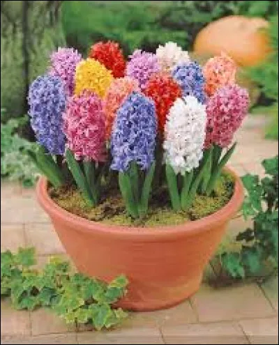 Quel est le nom de ces jolies fleurs colorées ?