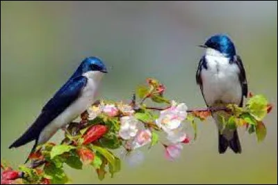 Durant quelle décennie est sorti le film "Une hirondelle a fait le printemps" ?