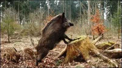 Dans la littérature, qui était surnommé "Le sanglier des Cornouailles" ?