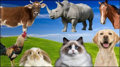 Quel animal préfères-tu ?