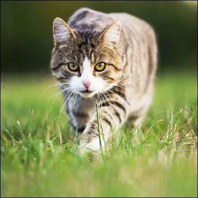 Quel instrument de couture, qui peut être à perler ou à chenille, possède un chas ?