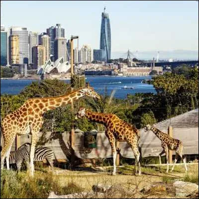Dans quelle ville australienne peut-on surfer à la plage de Bondi et visiter le zoo de Taronga ?