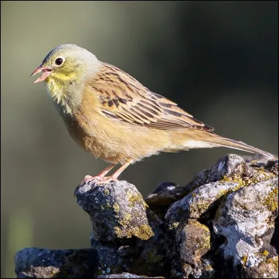 Quel est le nom de cet oiseau migrateur menacé à cause du braconnage et de sa consommation par lhomme ?