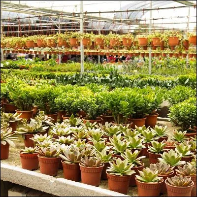 Comment appelle-t-on une parcelle de terre réservée à la multiplication de plantes jusquà ce quelles atteignent un stade où elles peuvent être commercialisées ?