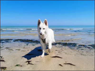 Combien de chiens a Jenna Ortega ?