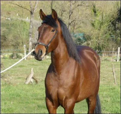 De quelle robe est ce cheval ?