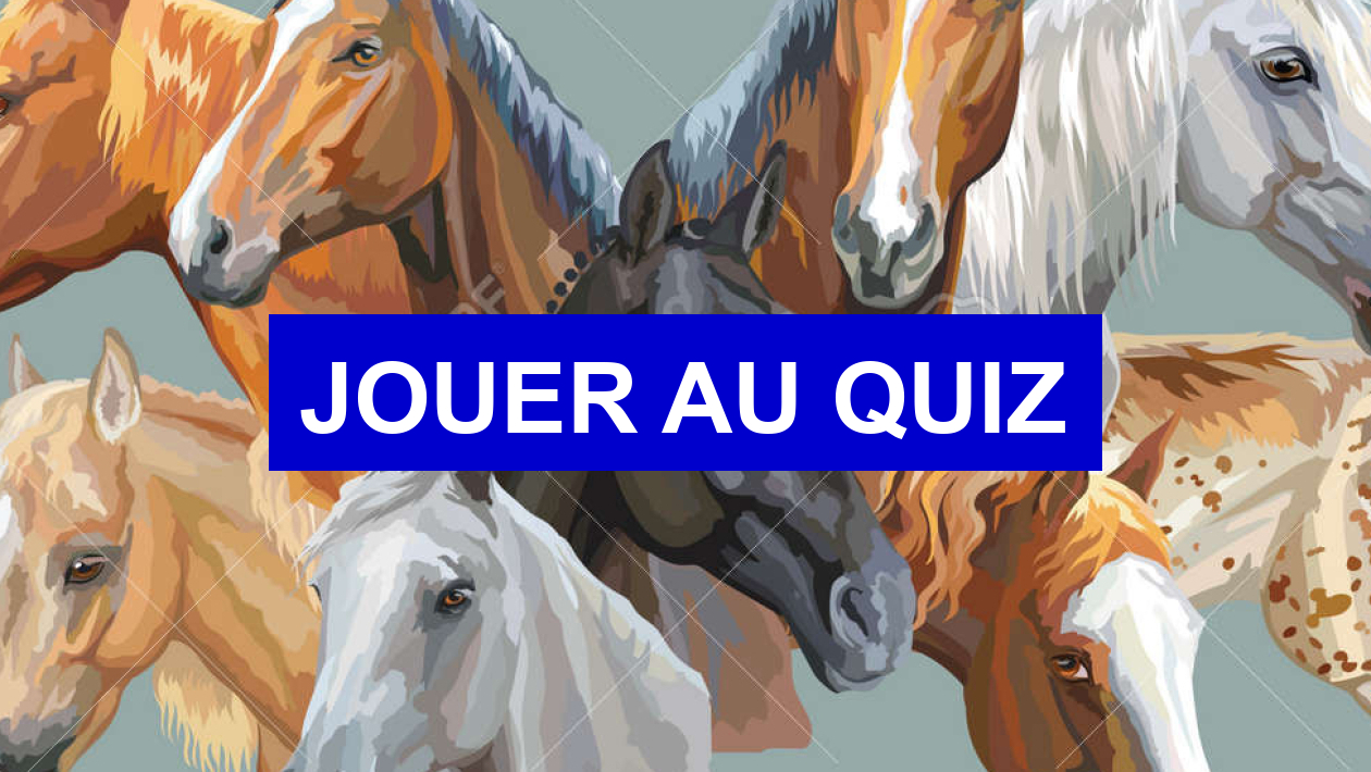 Quiz Equitation